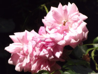 kwiat_1650