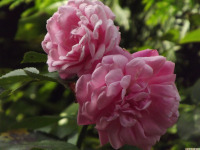 kwiat_1651