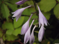 kwiat_1653
