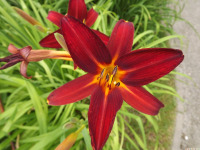 kwiat_1656