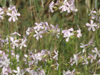 kwiat_1660