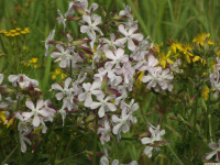 kwiat_1663