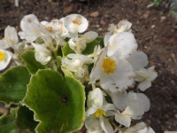 kwiat_1665