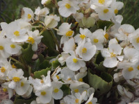 kwiat_1670
