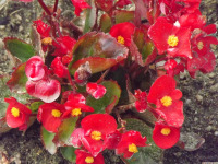 kwiat_1671