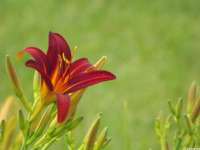 kwiat_1672