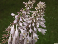 kwiat_1676