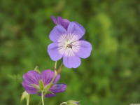 kwiat_1678