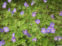 kwiat_1681