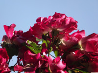 kwiat_1682