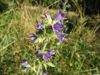 kwiat_1686