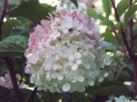 kwiat_1689