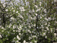 kwiat_1718