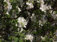 kwiat_1719