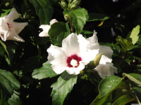 kwiat_1720