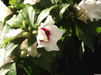kwiat_1721