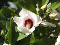 kwiat_1722