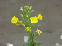 kwiat_1723