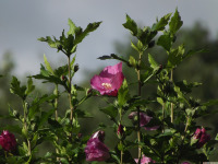 kwiat_1725