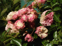 kwiat_1727