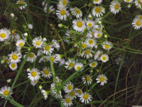 kwiat_1728