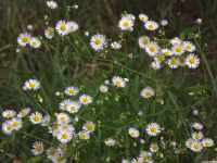 kwiat_1729