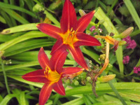 kwiat_1735