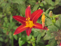 kwiat_1736