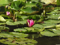 kwiat_1737