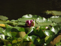 kwiat_1738