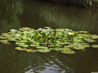 kwiat_1739