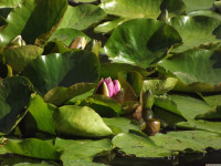 kwiat_1740