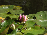 kwiat_1742