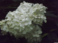 kwiat_1743