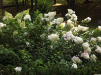 kwiat_1744
