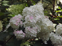 kwiat_1745