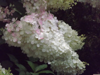 kwiat_1746