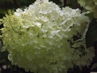 kwiat_1747