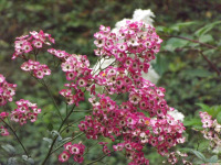 kwiat_1748