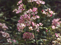 kwiat_1749