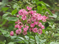 kwiat_1750