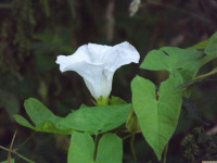 kwiat_1751