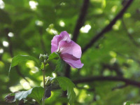 kwiat_1752
