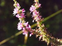 kwiat_1753
