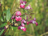 kwiat_1755