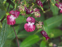 kwiat_1756