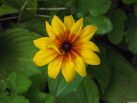 kwiat_1761