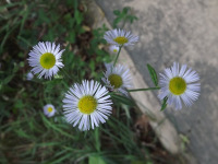 kwiat_1763