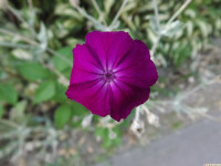 kwiat_1764
