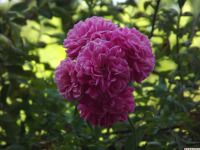 kwiat_1766
